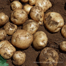 New Harvest Fresh Potato From China Wholesale High Quality
